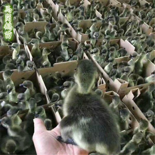 广州马岗鹅苗