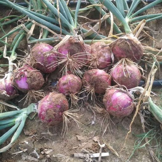 定边县红皮洋葱 4~8cm 红皮 3.5~4两