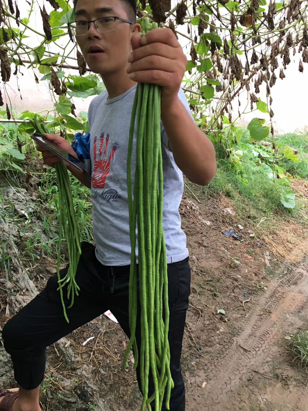 豇豆种子长豆角种子耐热豆角种子翠绿条肉厚无鼠尾不鼓籽南北方