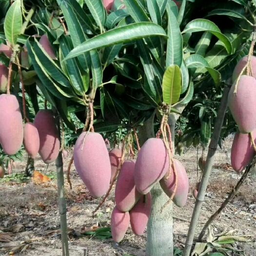 灵山县贵妃芒果苗 正品，嫁接苗
