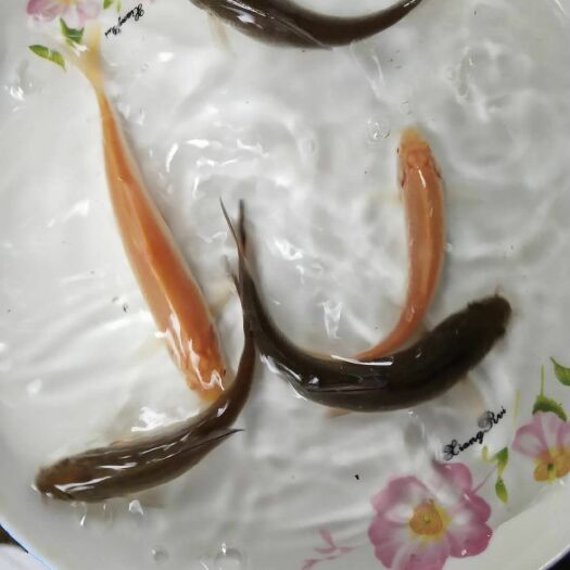 眉山出售优质银鳕鱼苗活体鱼苗