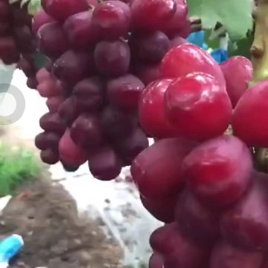 泰安浪漫红颜葡萄苗