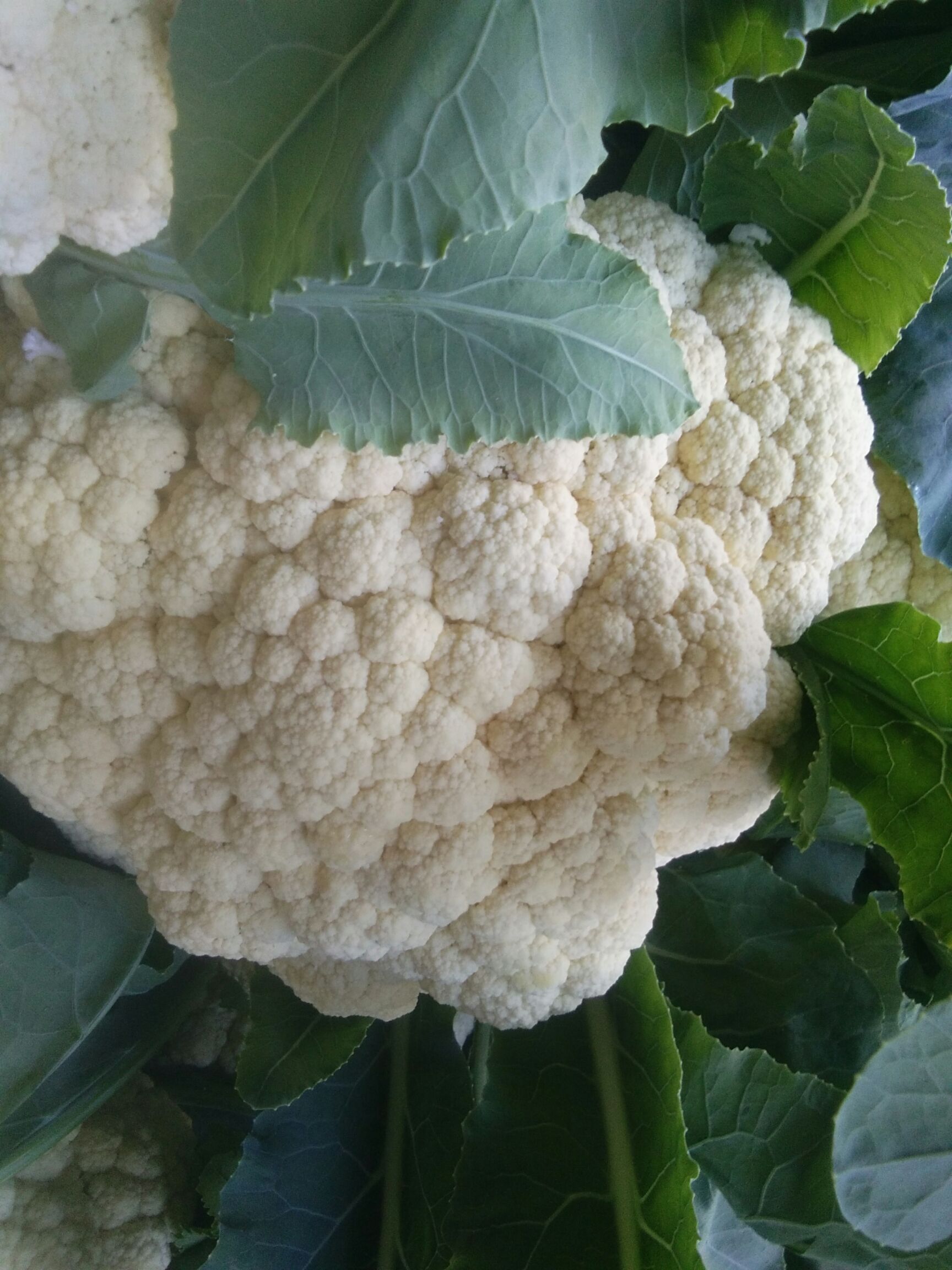 白面青梗松花菜 松散 2~3斤 乳白色 