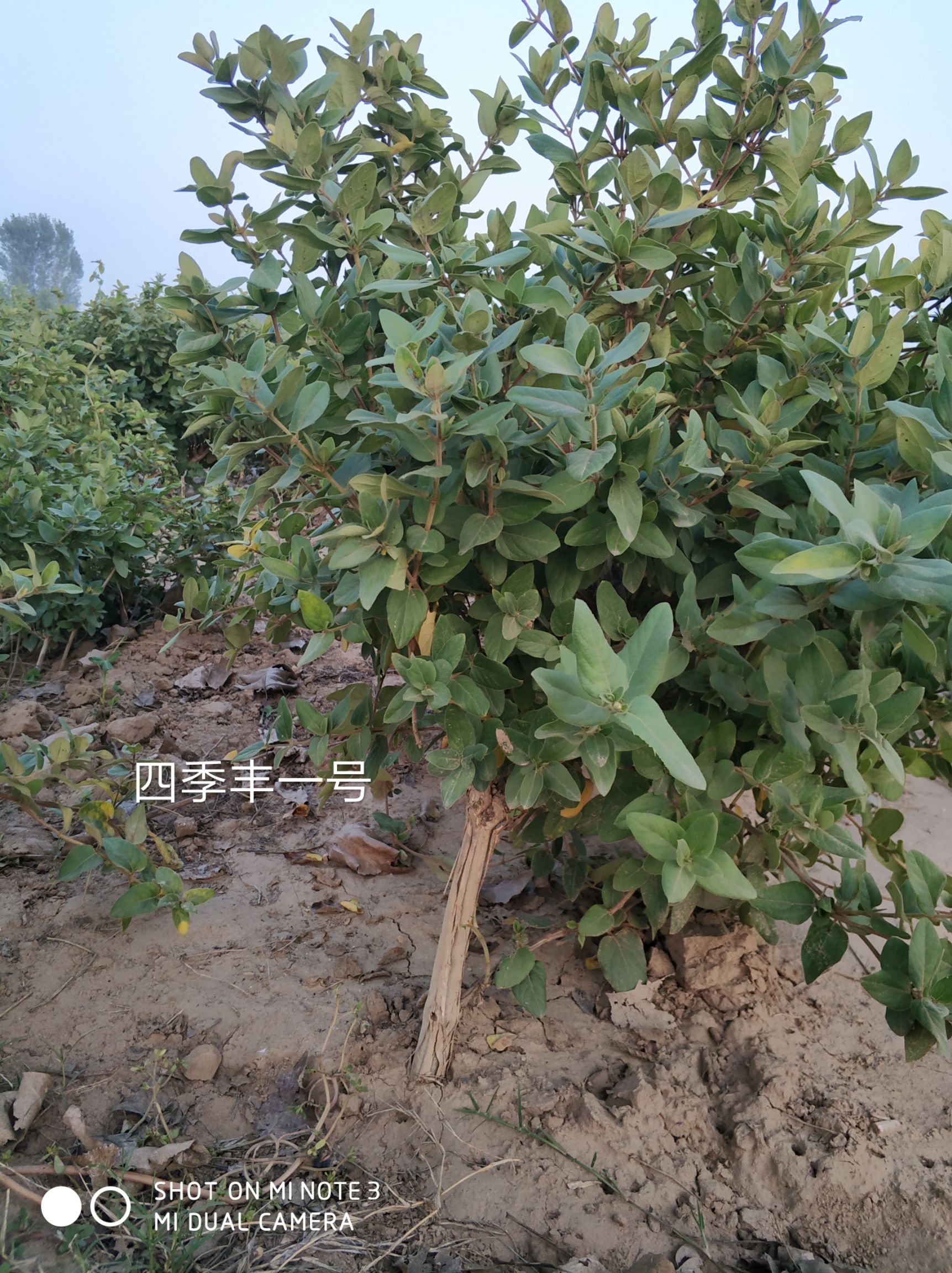 四季丰一号金银花 70~80公分