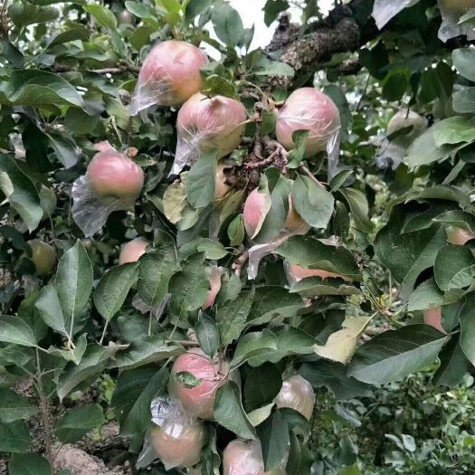 蒙阴县红富士苹果 膜袋 片红 75mm以上