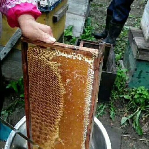 靖宇县土蜂蜜 桶装  2年以上 