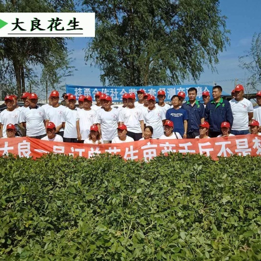 安丘市花生种子