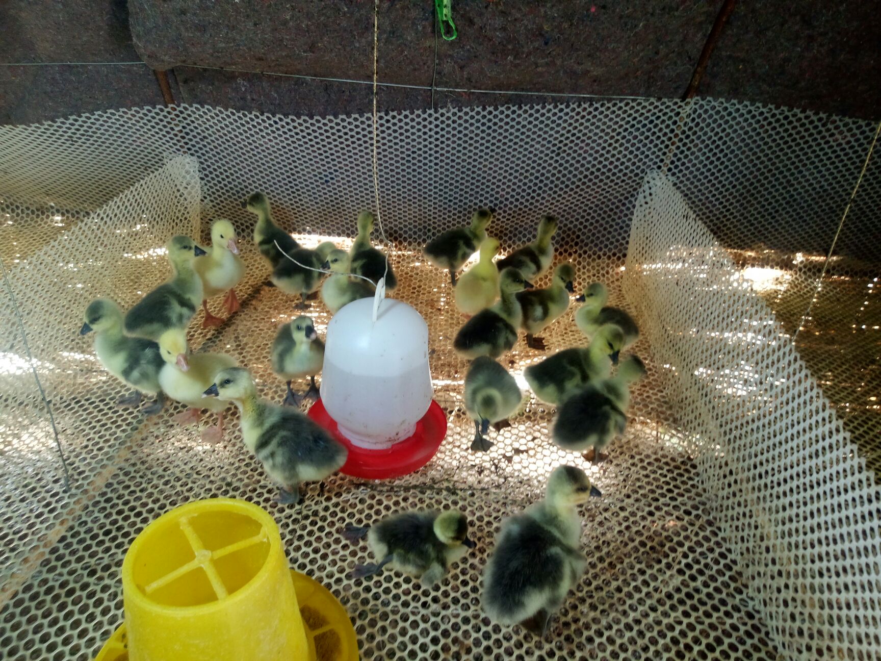 狮头鹅苗