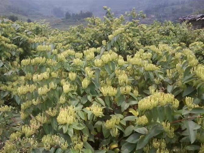 湘蕾一号金银花苗  湘蕾金银花种苗批发【顺丰包邮】