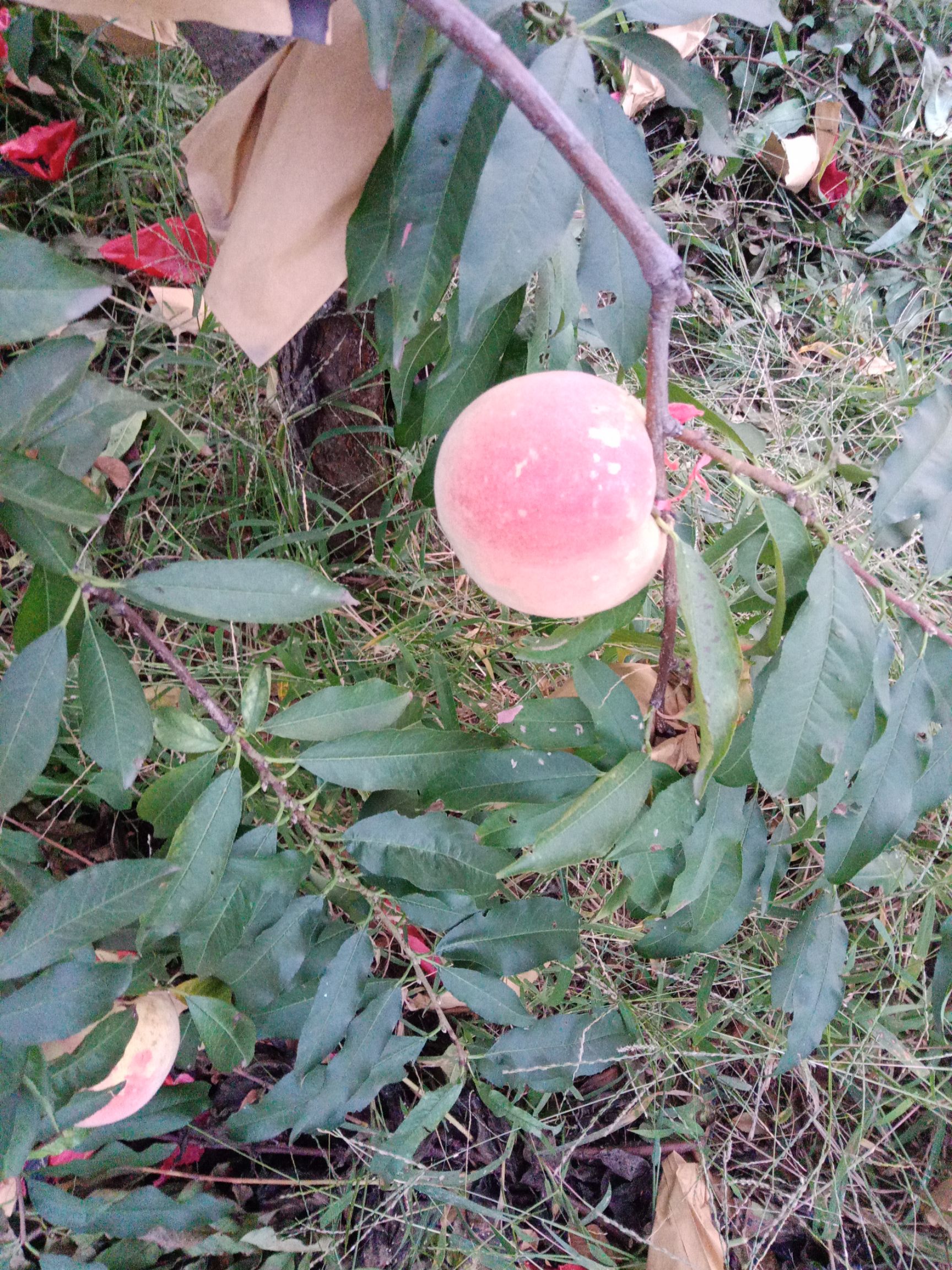 映霜红蜜桃 60mm以上 4两以上