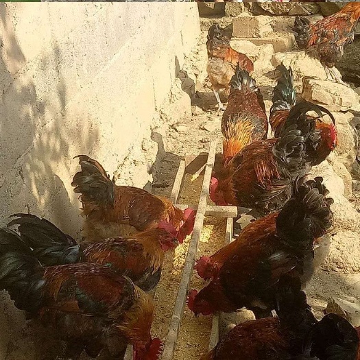 广州青脚土鸡苗  瑶鸡苗  黑瑶鸡苗  做好疫苗