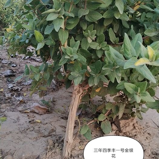 封丘县封丘原生品种 70~80公分 
