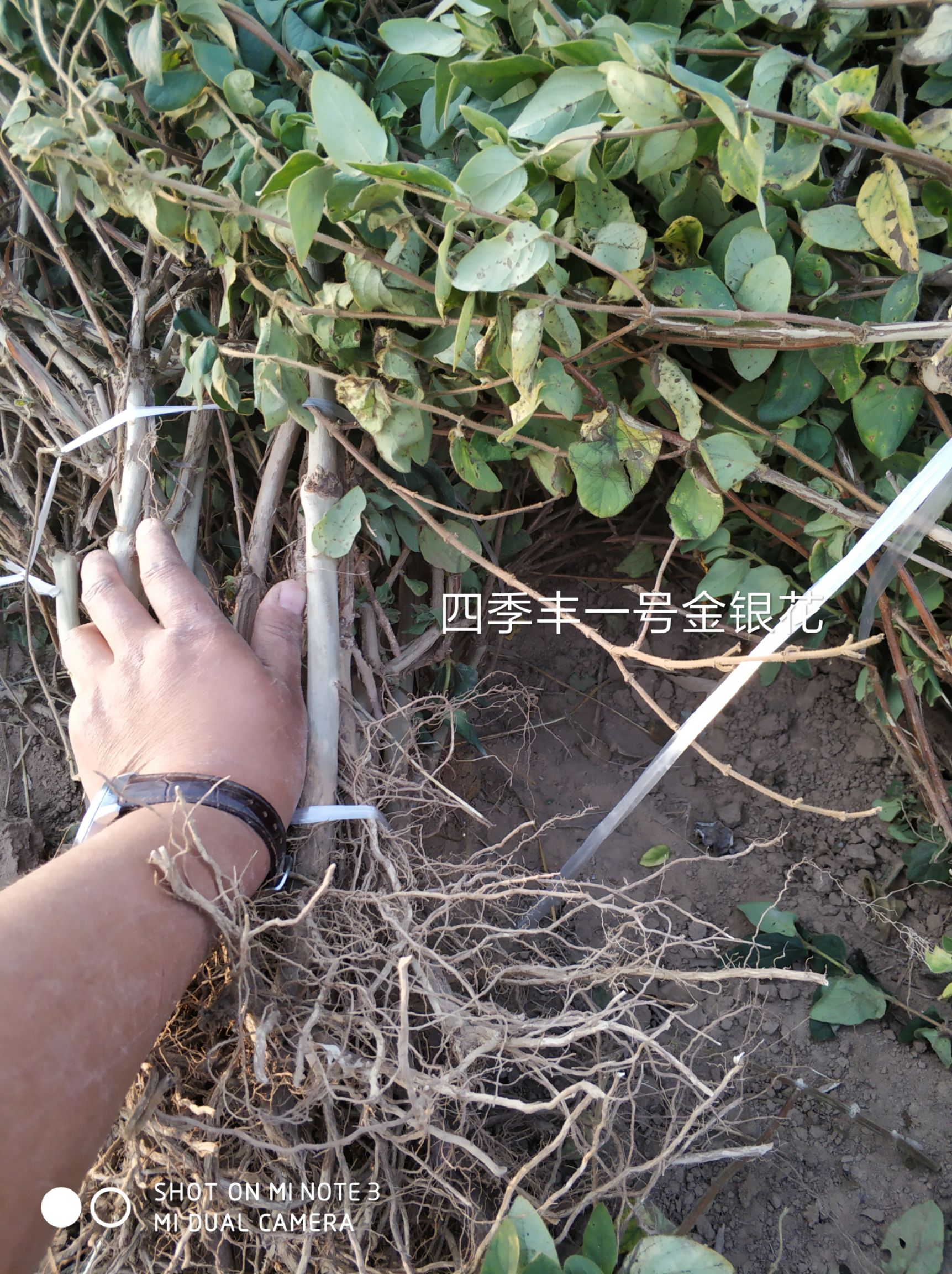 四季丰一号金银花 70~80公分