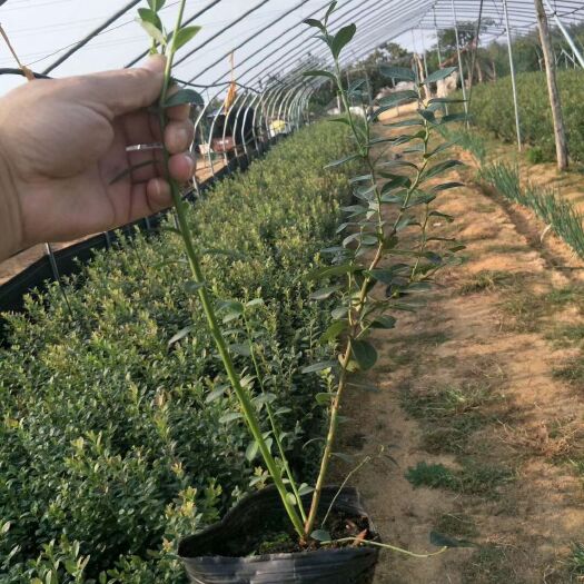 平邑县薄雾蓝莓苗 