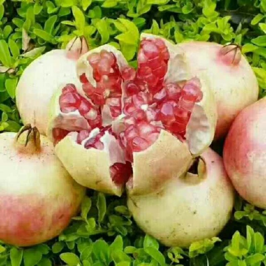 蒙自市蒙自石榴  云南蒙自甜石榴