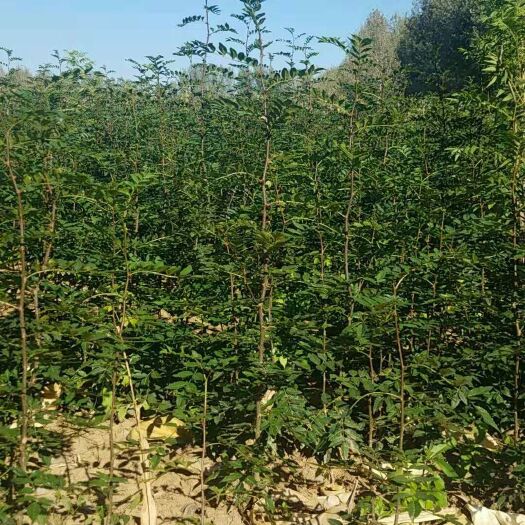 卢氏县大红袍花椒苗