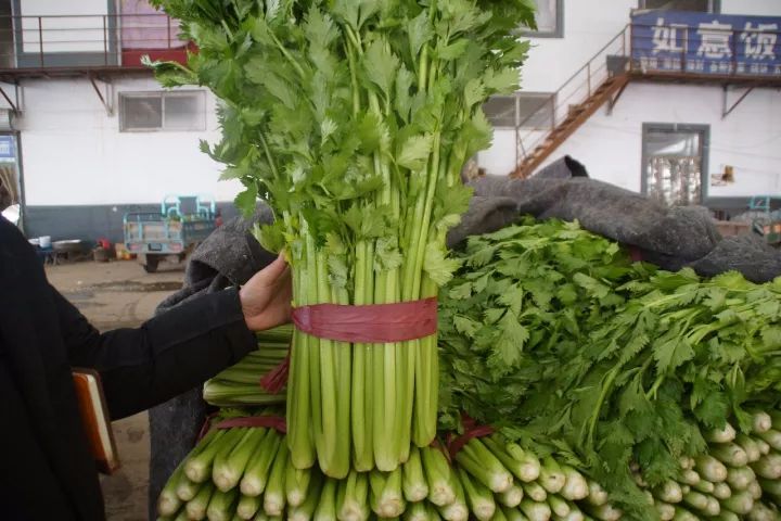 芹菜优质芹菜 量大从优 有各种蔬菜