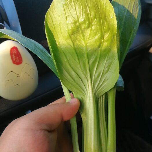曹县上海青