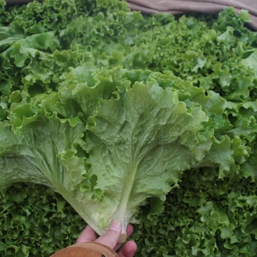 散叶生菜对接电商团队产地直供大量供应各种蔬菜