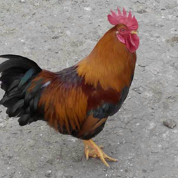 麻七鸡苗 抗病好成活率高好饲养