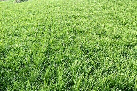 夏邑县麦冬草
