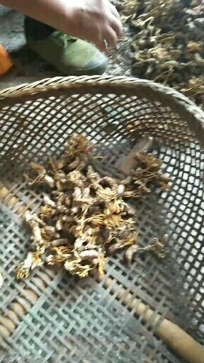 蝉蜕  大量金蝉花每年农历5月底至7月有货