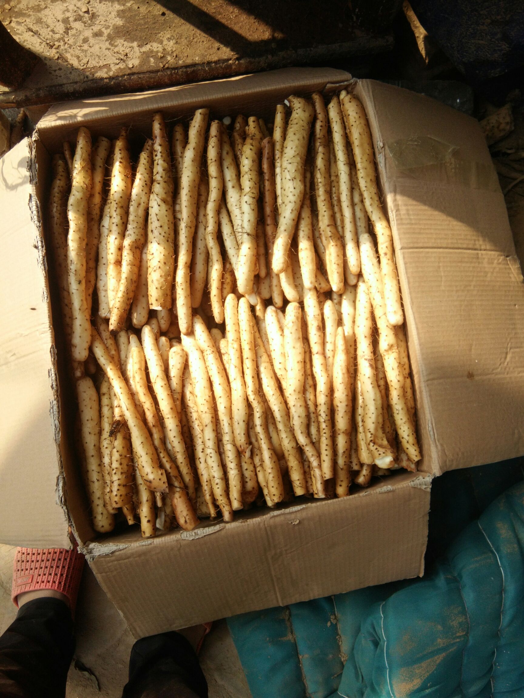 小白嘴山药  5斤装网贷货，小白嘴白山药，20－25