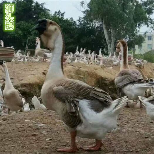 广州狮头鹅苗
