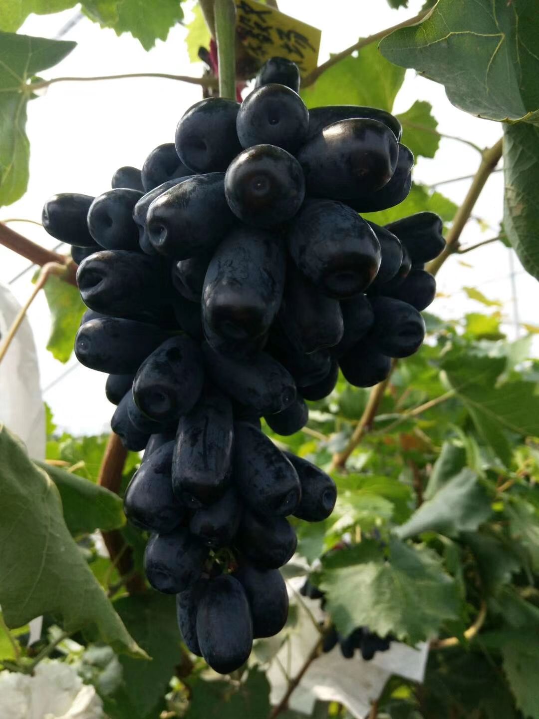 浪漫红颜葡萄苗