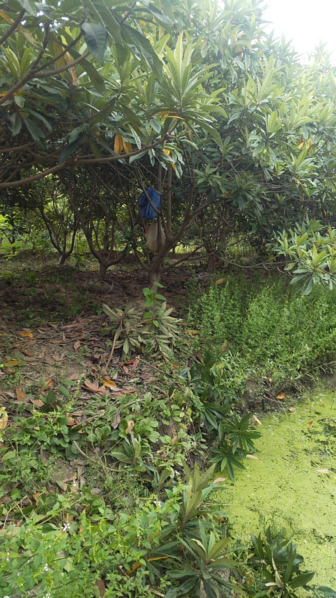 白沙枇杷苗  塘栖白砂枇杷树，品种保证，可带完整土球
