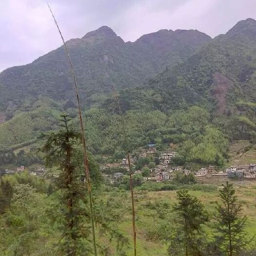 连南县毛竹