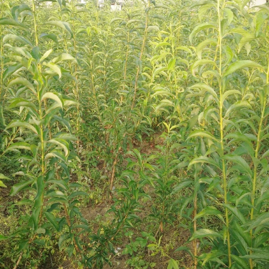 镇宁县蜂糖李树苗 