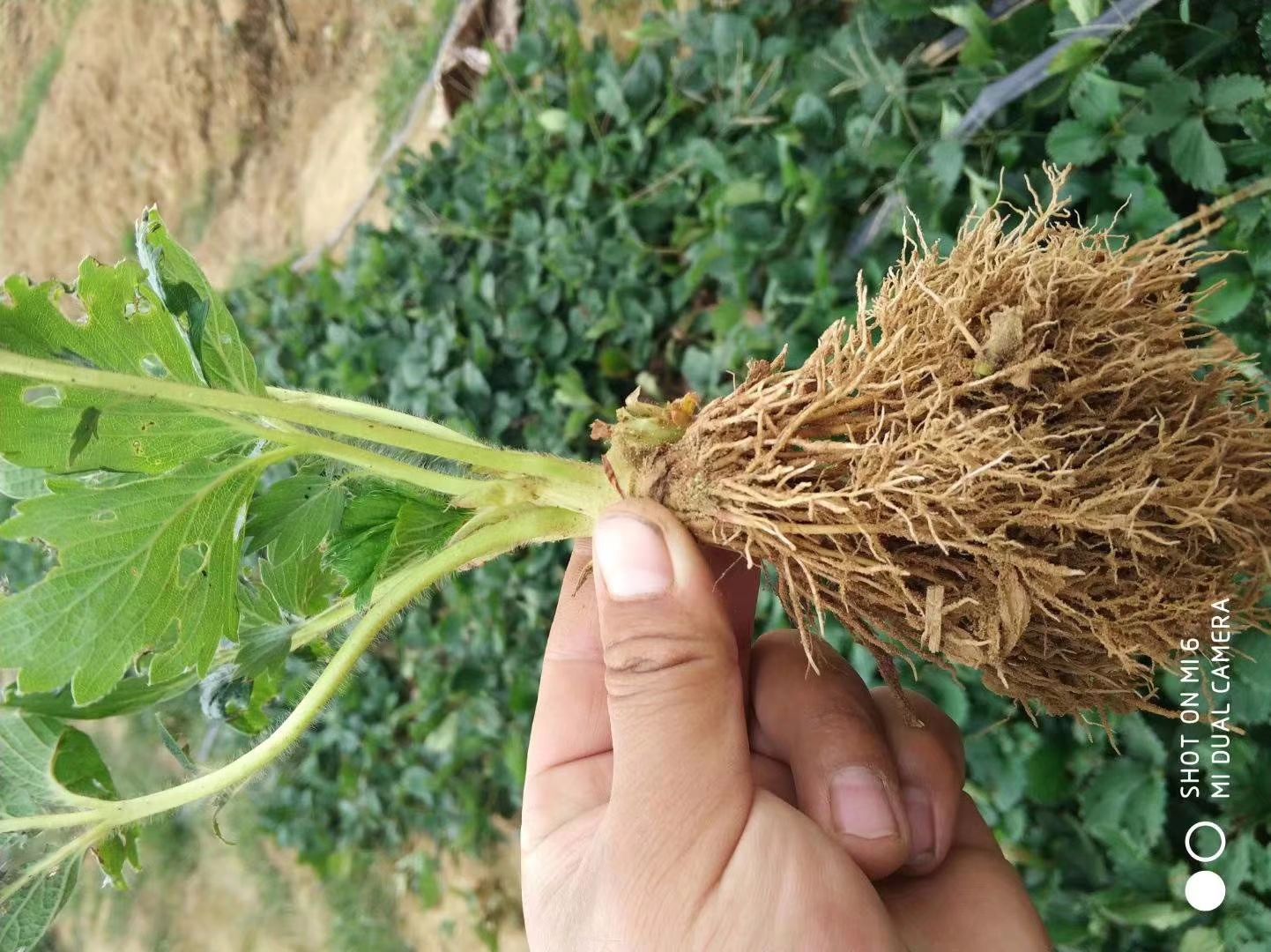 妙香草莓苗 地栽苗 30~40公分