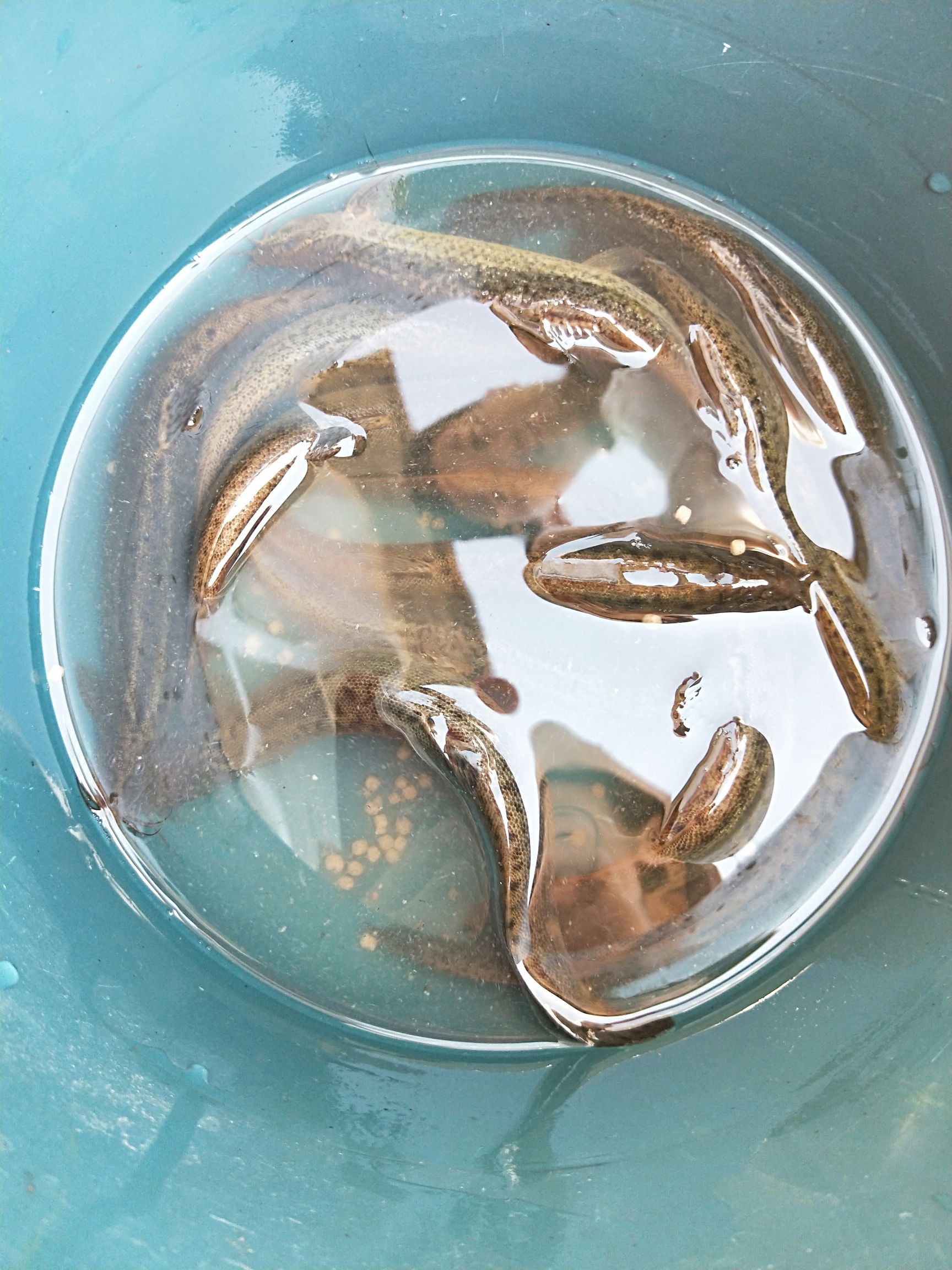 台湾泥鳅 人工养殖 15cm以上 35尾/公斤