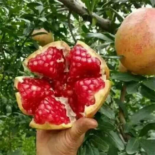 泰安突尼斯软籽石榴树苗 免费提供种植技术，现挖现卖