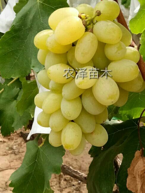 平度市维多利亚葡萄苗早熟葡萄苗大棚葡萄苗批发基地保证纯度和成活率