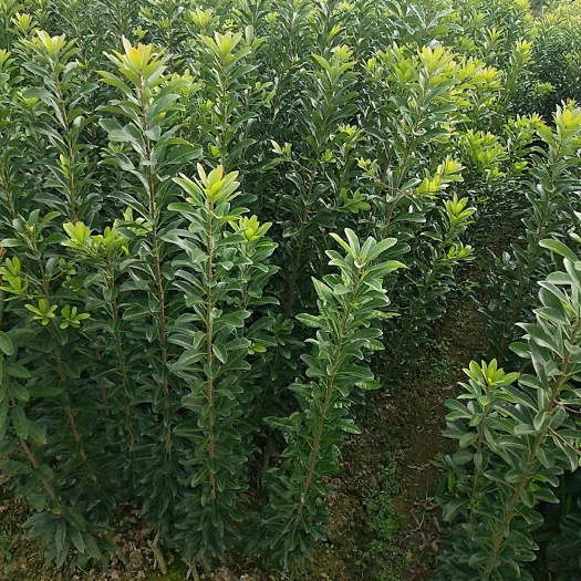 靖州县荸荠杨梅种苗 