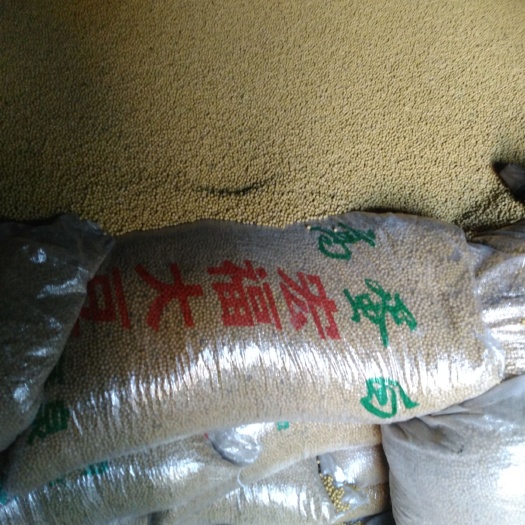拜泉县黑龙江大豆 生大豆 1等品