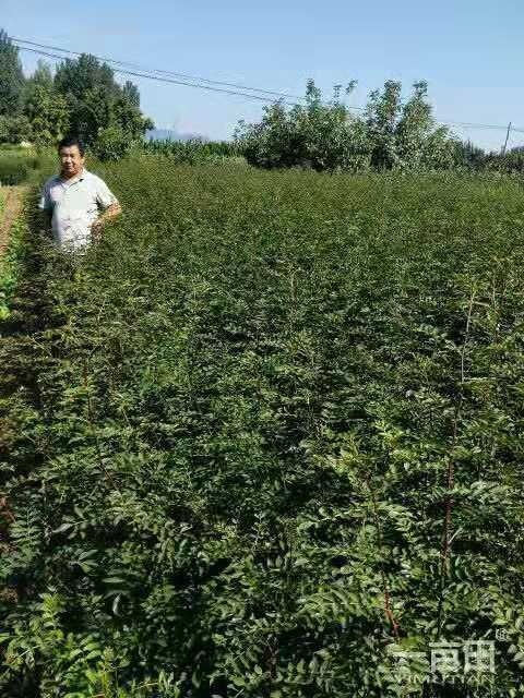 泰安大红袍花椒苗