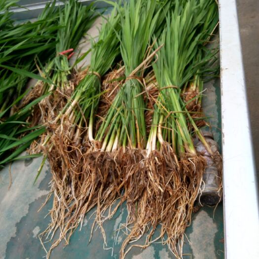 六安茭白种苗  安徽省六安市大量供应老品种早熟双季茭白苗包运费