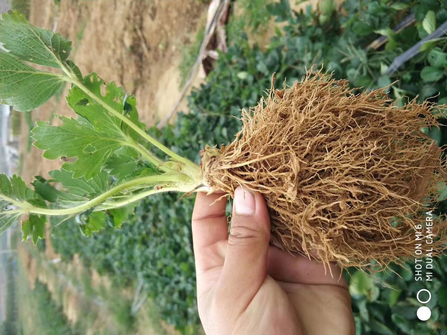 妙香草莓苗 地栽苗 30~40公分