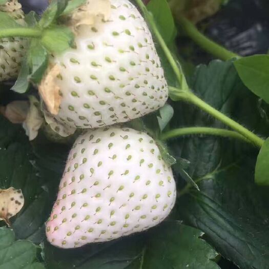 白雪公主草莓苗 地栽苗 20~30公分