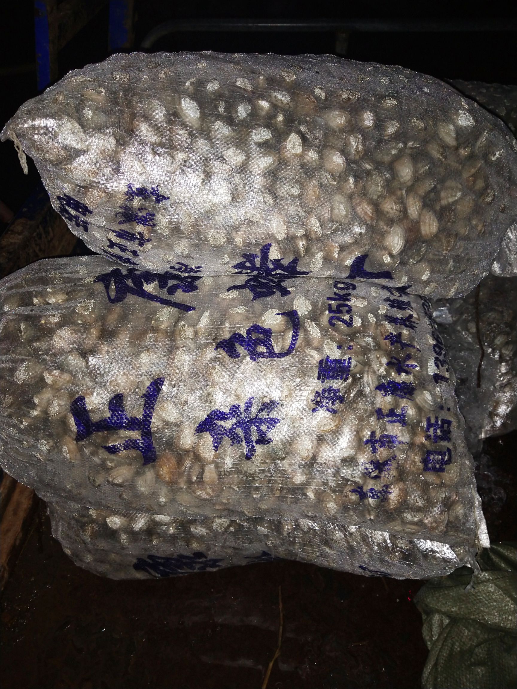 花蛤 人工养殖 50-80只/公斤