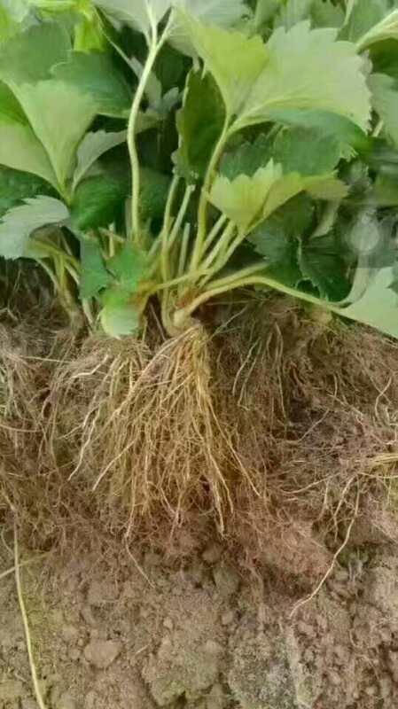 泰安红颜草莓苗 地栽苗 20~30公分 