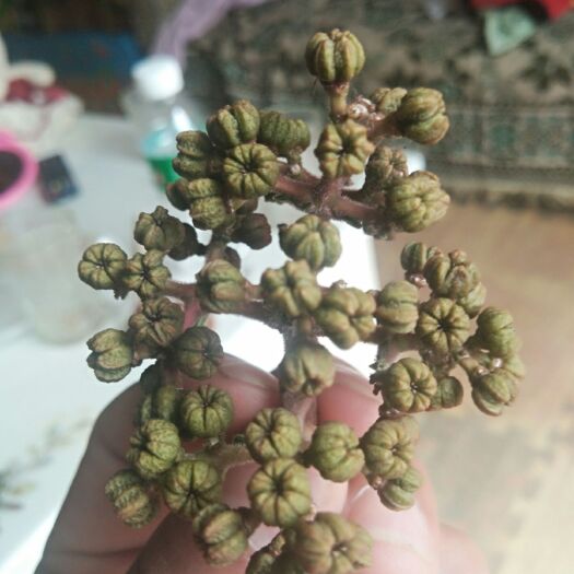 鹤庆县吴茱萸 