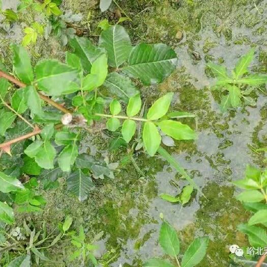 西昌市无刺花椒苗 农科院第一代无刺红香椒
