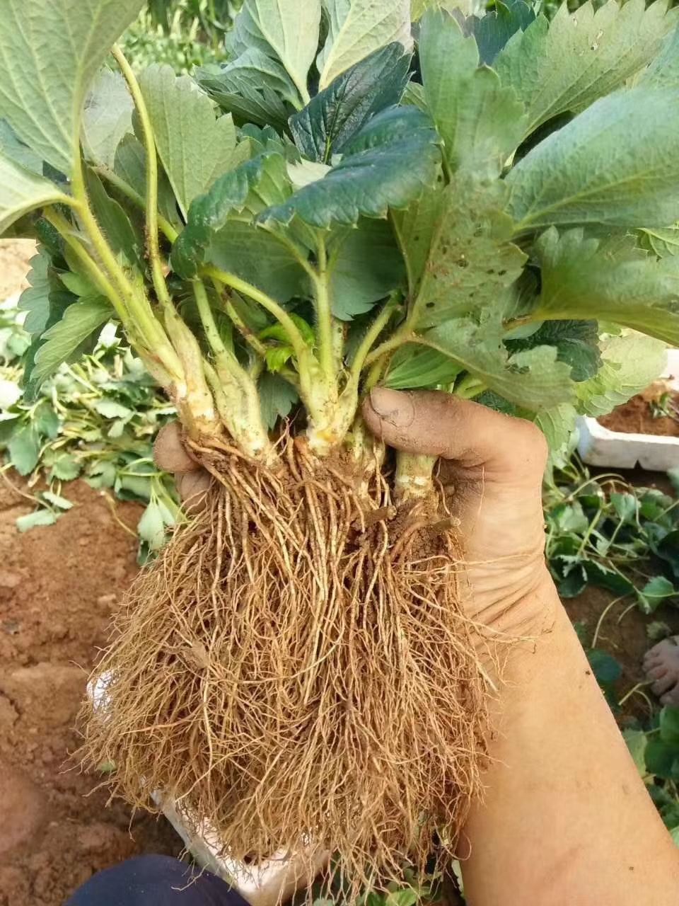 妙香草莓苗 地栽苗 30~40公分