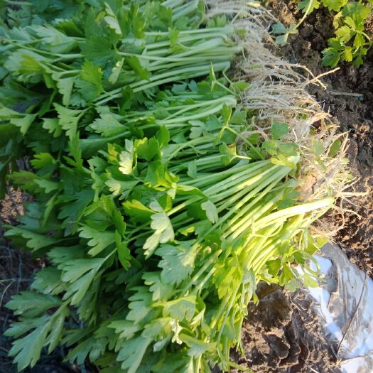 济南芹菜苗 