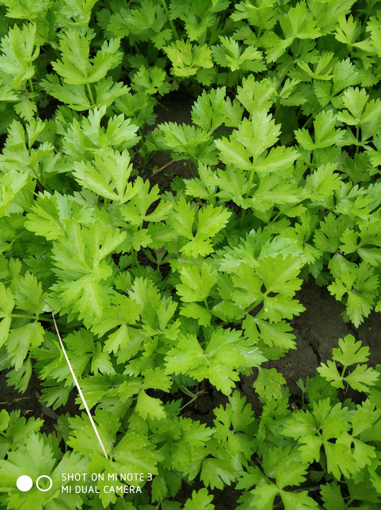 芹菜苗 法国皇后西芹头茬地