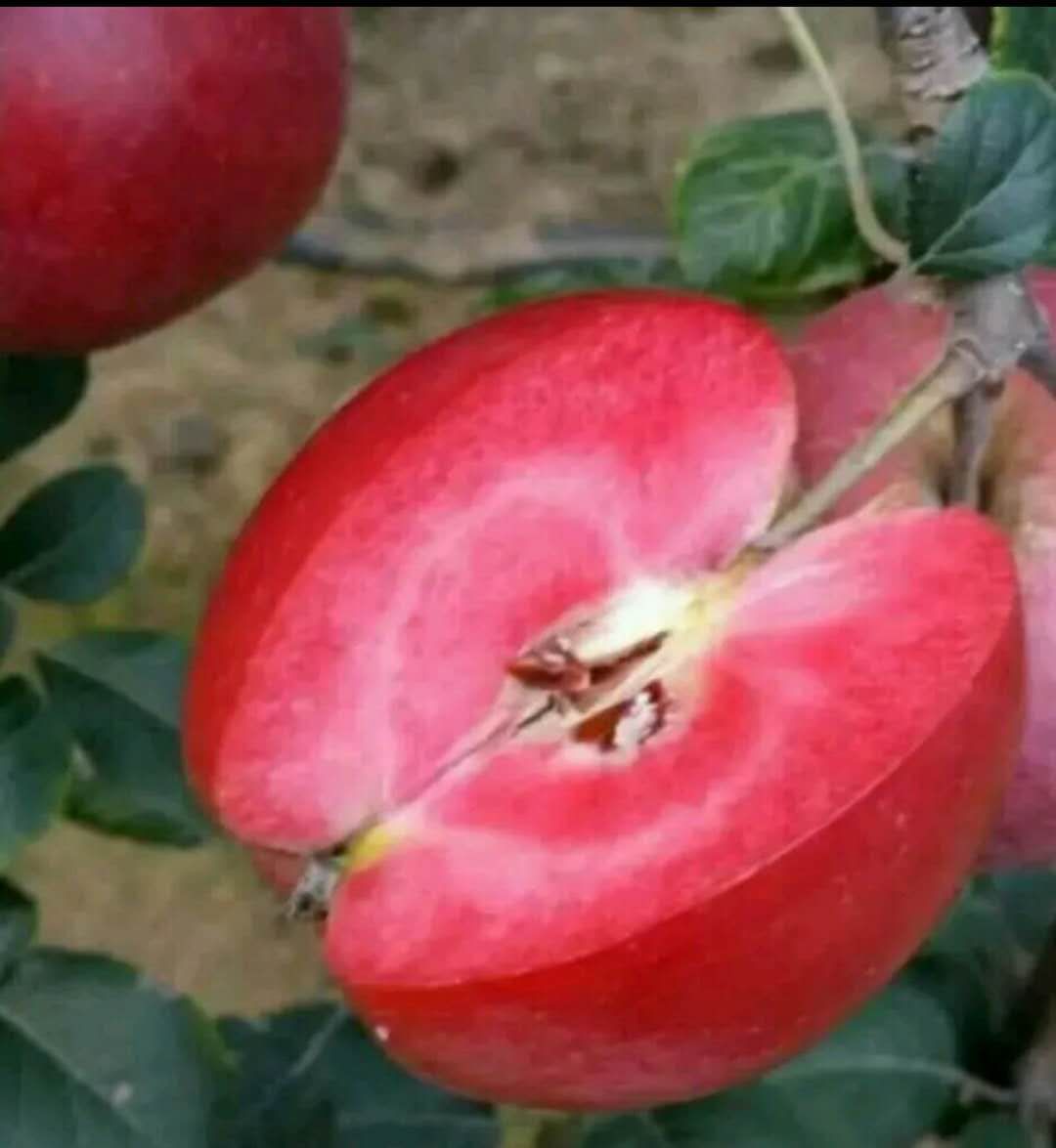 红肉苹果树苗 1~1.5米 